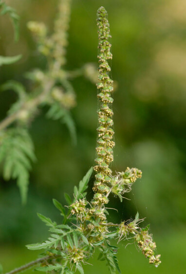 MYE POLLEN: ET nærbilde av rankelen avslører at planten kan bære store mengder pollen. Foto: NTB Scanpix/Shutterstock MYE POLLEN: ET nærbilde av rankelen avslører at planten kan bære store mengder pollen. Foto: NTB Scanpix/Shutterstock